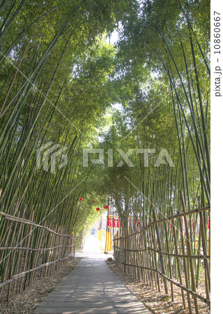 Bamboo Trail 10860667