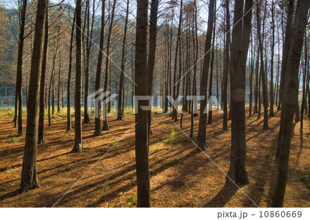 Sunshine cedar forest 10860669