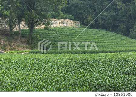 China Hangzhou tea 10861006