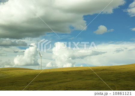 Windmill grass Windmill grass 10861121