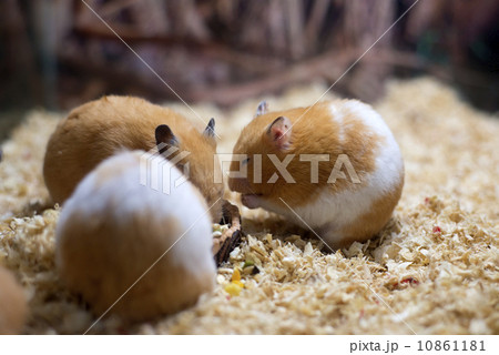 Cute hamster 10861181
