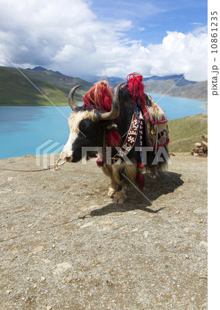 Tibetan yak lake 10861235
