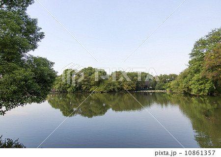 Serene lake tree 10861357