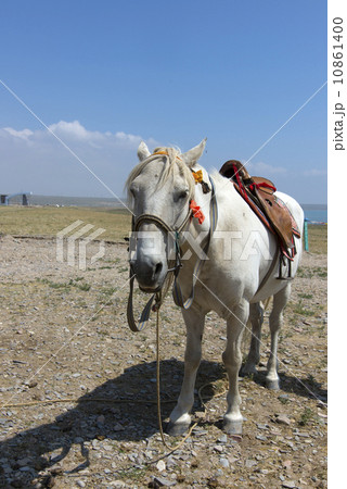 White Horse White Horse 10861400