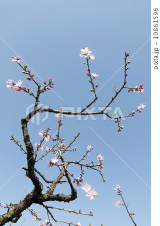Peach blossom blue sky background Peach blossom blue sky background 10861596
