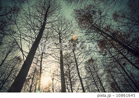 Sunshine cedar forest Sunshine cedar forest 10861645