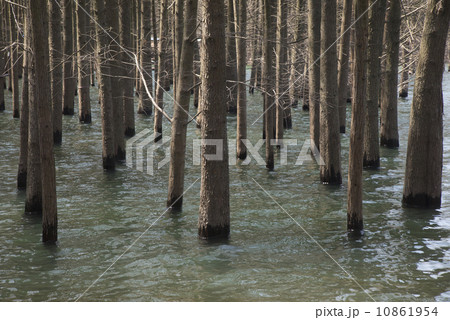 Cedar water in the river Cedar water in the river 10861954
