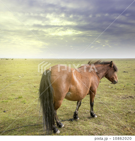 Sunset Prairie Horses 10862020
