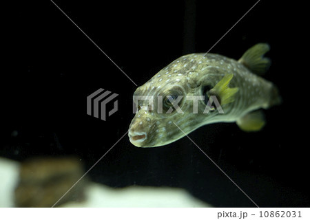 White spot puffer White spot puffer 10862031