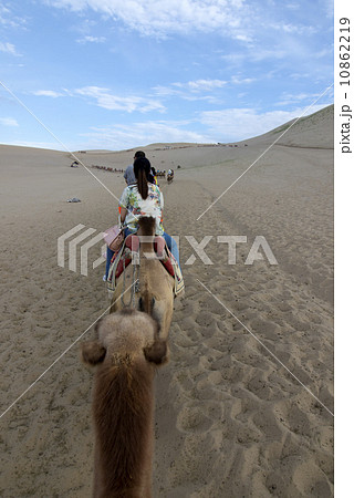 DUNHUANG, CHINA-August 22: camels walking in the Mingsha sand dunes mountain on August 22, 2013 in Dunhuang, China. 10862219