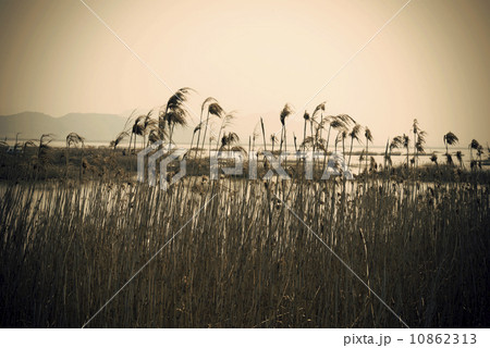 Lonely reed background 10862313