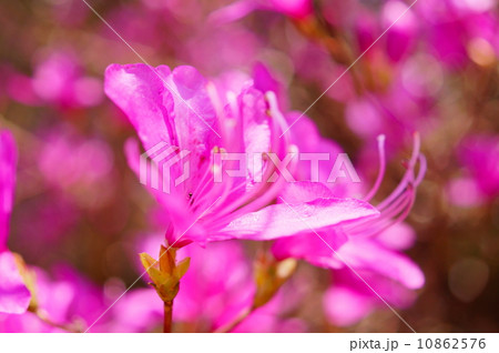 三葉躑躅 ミツバツツジ 花言葉 平和 Rhododendron Dilatatumの写真素材