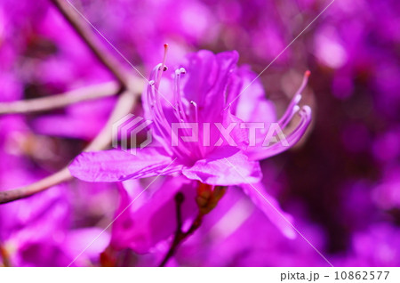 三葉躑躅(ミツバツツジ)花言葉:平和 Rhododendron dilatatum 三葉躑躅(ミツバツツジ)花言葉:平和 Rhododendron dilatatum 10862577