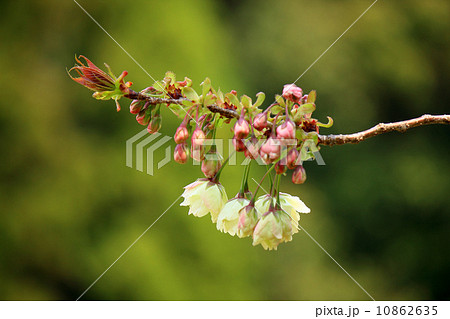 御衣黄桜 御衣黄桜 10862635