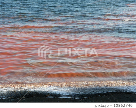 赤潮 赤潮 10862746