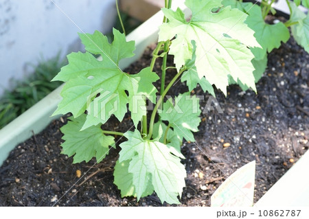 ゴーヤの苗 10862787