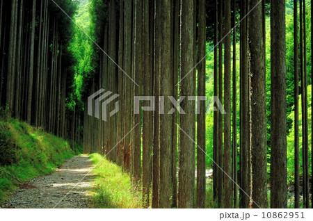 京都北山杉林の中の道 10862951