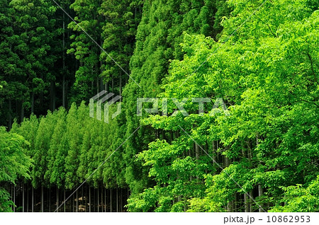京都北山杉の森　新緑の季節　5月 10862953
