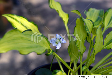 すみれ(ギボシの鉢に咲いた) すみれ(ギボシの鉢に咲いた) 10863516