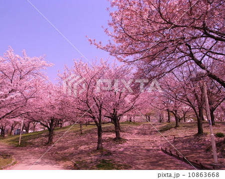 毛馬桜ノ宮公園 毛馬桜ノ宮公園 10863668