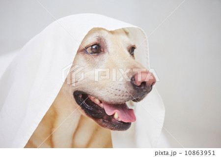 Naughty dog Naughty dog 10863951