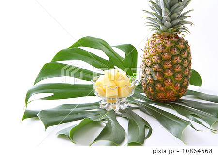 パイナップルとモンステラ 10864668