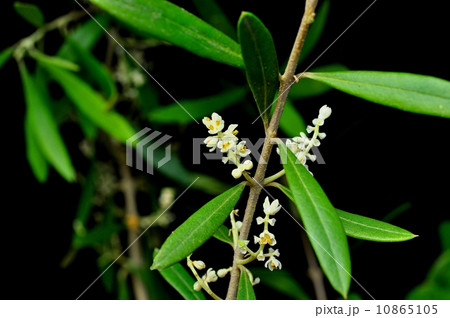 オリーブの花 10865105