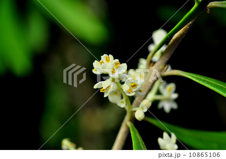 オリーブの花 10865106