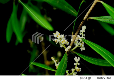 オリーブの花 10865108