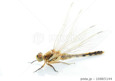 アキアカネ　白背景 10865144