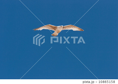 Seagull on the sky Seagull on the sky 10865158