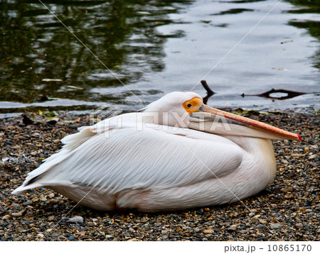 Resting pelican Resting pelican 10865170