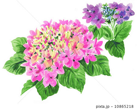 gakuajisai14604pix1 10865218