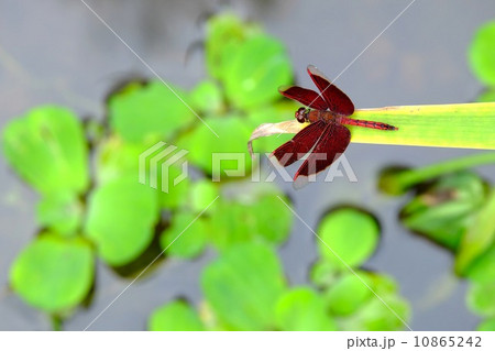アカスジベッコウトンボ 10865242