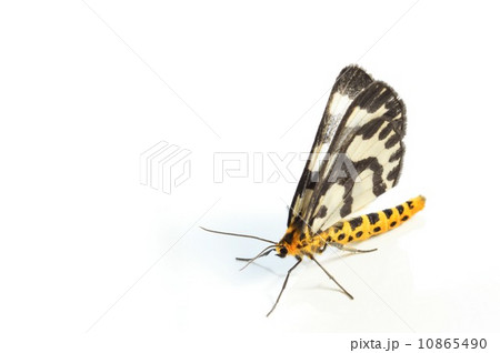 ウメエダシャク　白背景 10865490