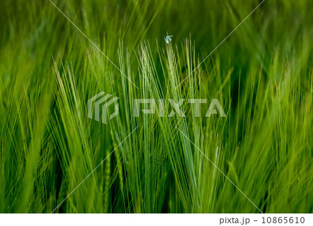 Rye 10865610