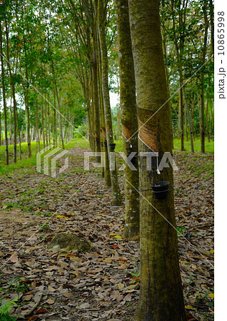 Rubber Tree (Hevea brasiliensis) in Malaysia Rubber Tree (Hevea brasiliensis) in Malaysia 10865998
