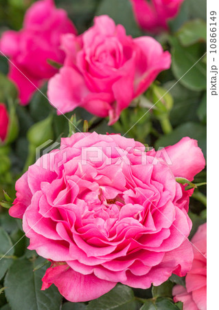 バラの花 10866149