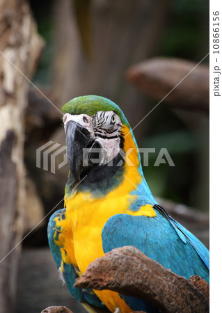 Blue and Gold Macaw Blue and Gold Macaw 10866156