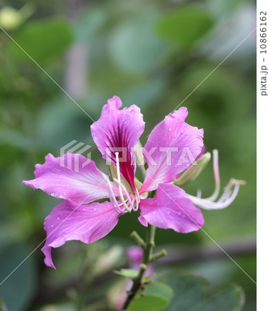 Bauhinia Flower Bauhinia Flower 10866162
