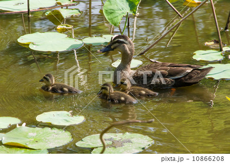 カルガモ親子 10866208