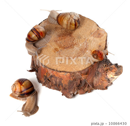 Snails on pine-tree stump. Top view. 10866430
