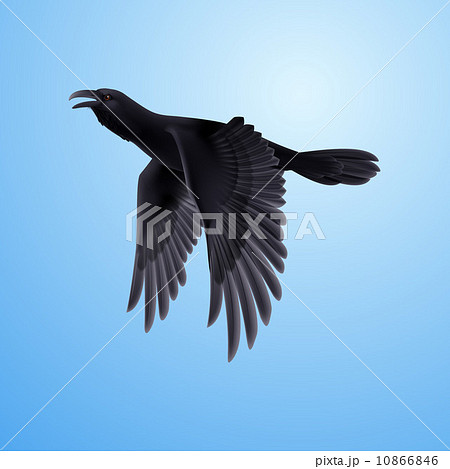 Black raven on blue background 10866846