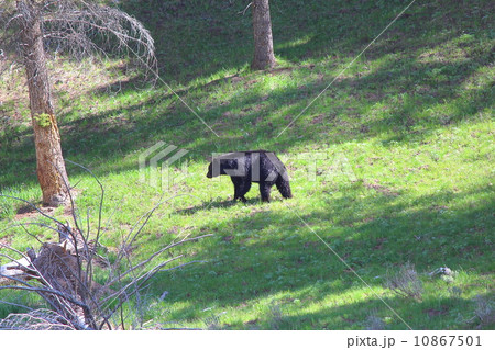 春のイエローストーン国立公園 10867501