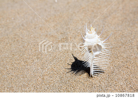 ホネガイ 10867818