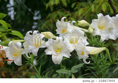 鉄砲百合 純白の可憐な花の写真素材