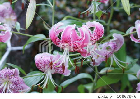 鹿の子百合 別名 七夕百合 鹿の子百合 別名 七夕百合 10867946