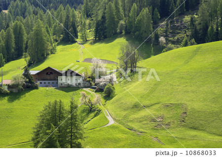 チロル地方の春 10868033