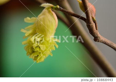 トサミズキ トサミズキ 10868443