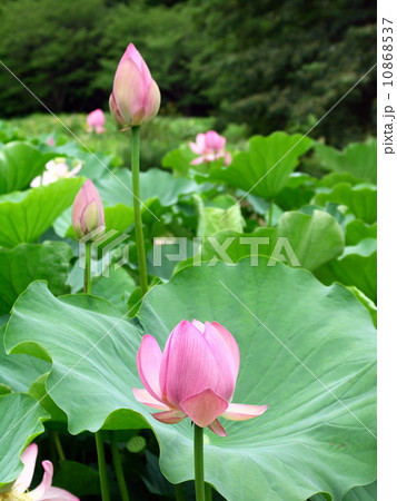 里山のハスの花 里山のハスの花 10868537